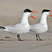 Caspian Tern